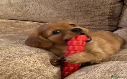 Cavapoo dogs for sale: Beautiful Cavapoo Puppies  - Image 19