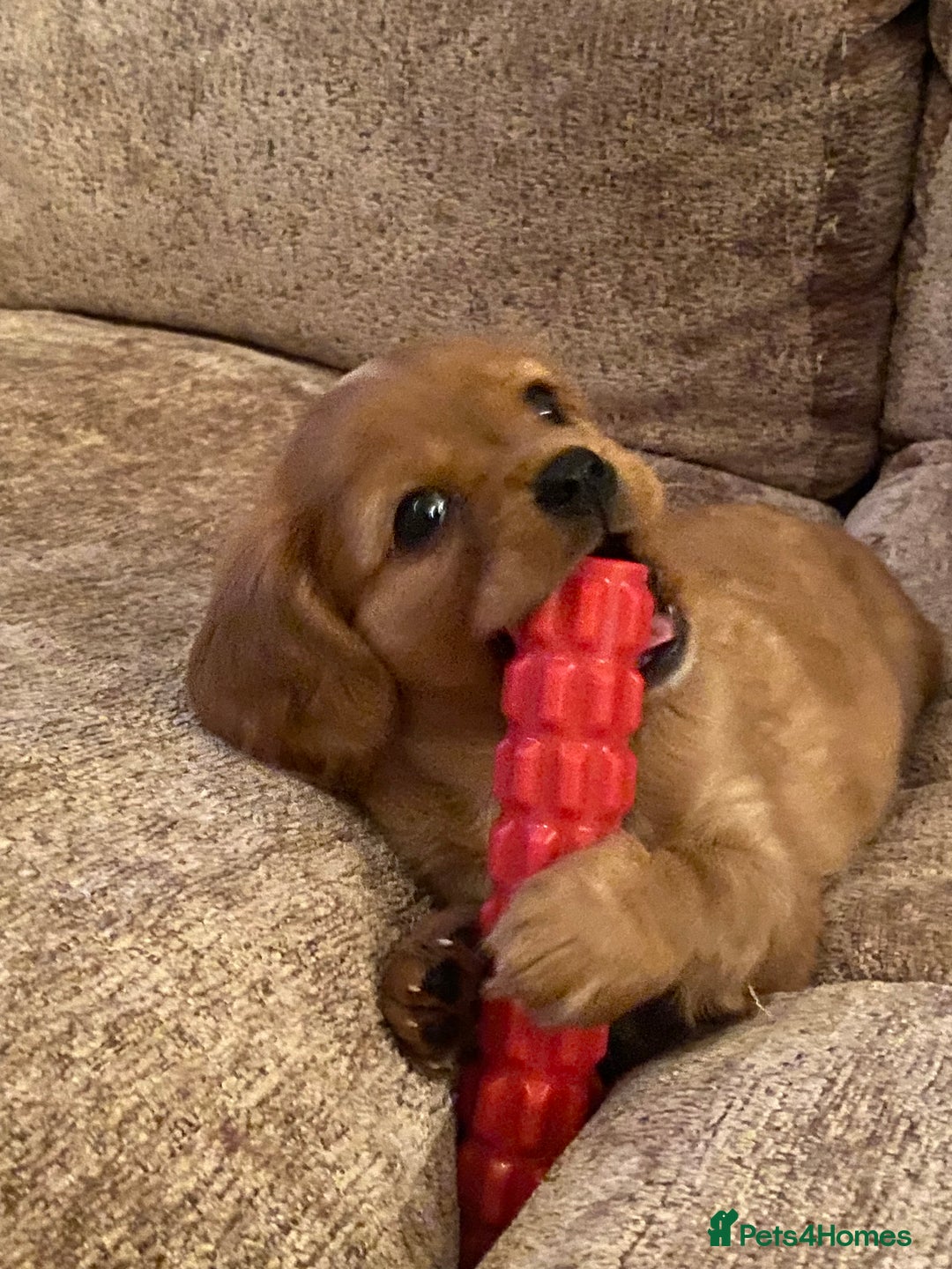 Cavapoo dogs for sale: Beautiful Cavapoo Puppies  - Image 19
