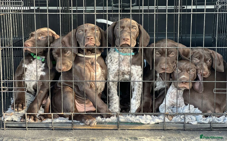 German Shorthaired Pointer dogs - Advert 14
