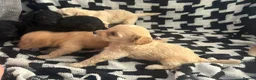 Cavapoochon dogs for sale: PRA Clear genetically DNA Tested Cavapoochons in Towcester - Advert 8