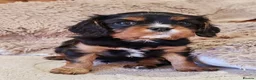 Cavalier King Charles Spaniel dogs for sale: KC Reg Boys Available from Doppler Tested Parents  in Southampton - Advert 4