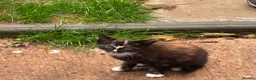 Arabian Mau cats for sale: 5 lovely kittens - Advert 4