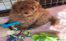 Miniature Poodle dogs for sale: 🐩♥️Kc reg miniature poodles♥️🐩 - Image 6