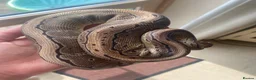 Python Snake reptiles for sale: Female royal ball python - Advert 1