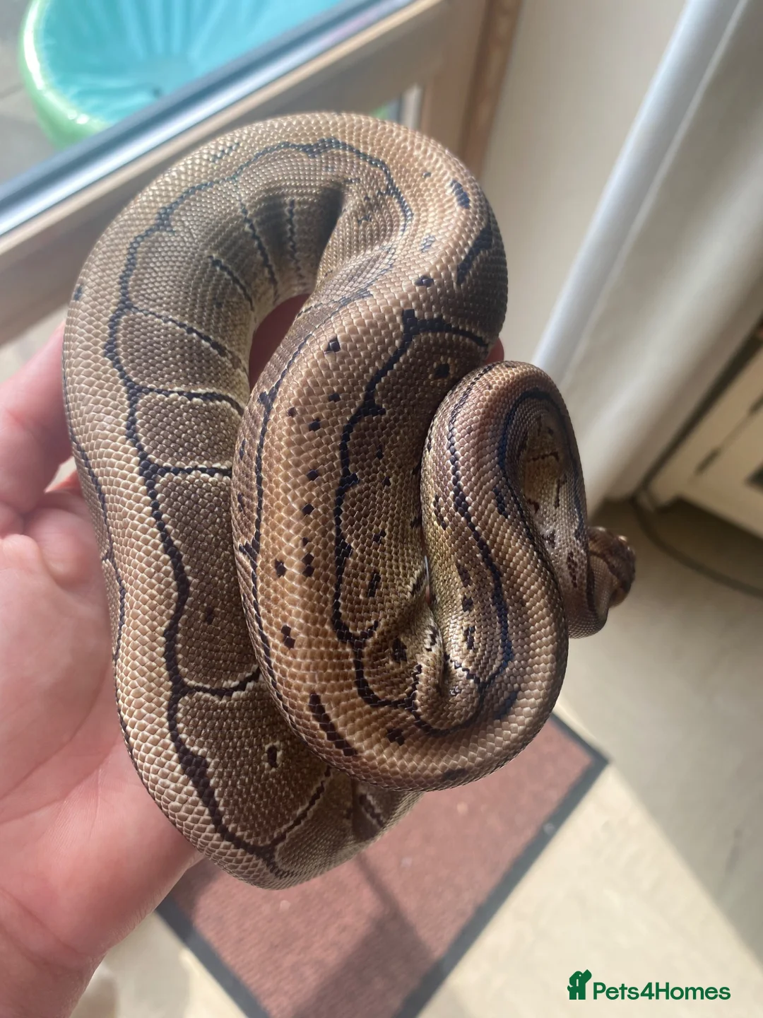 Python Snake reptiles for sale: Female royal ball python - Advert 1