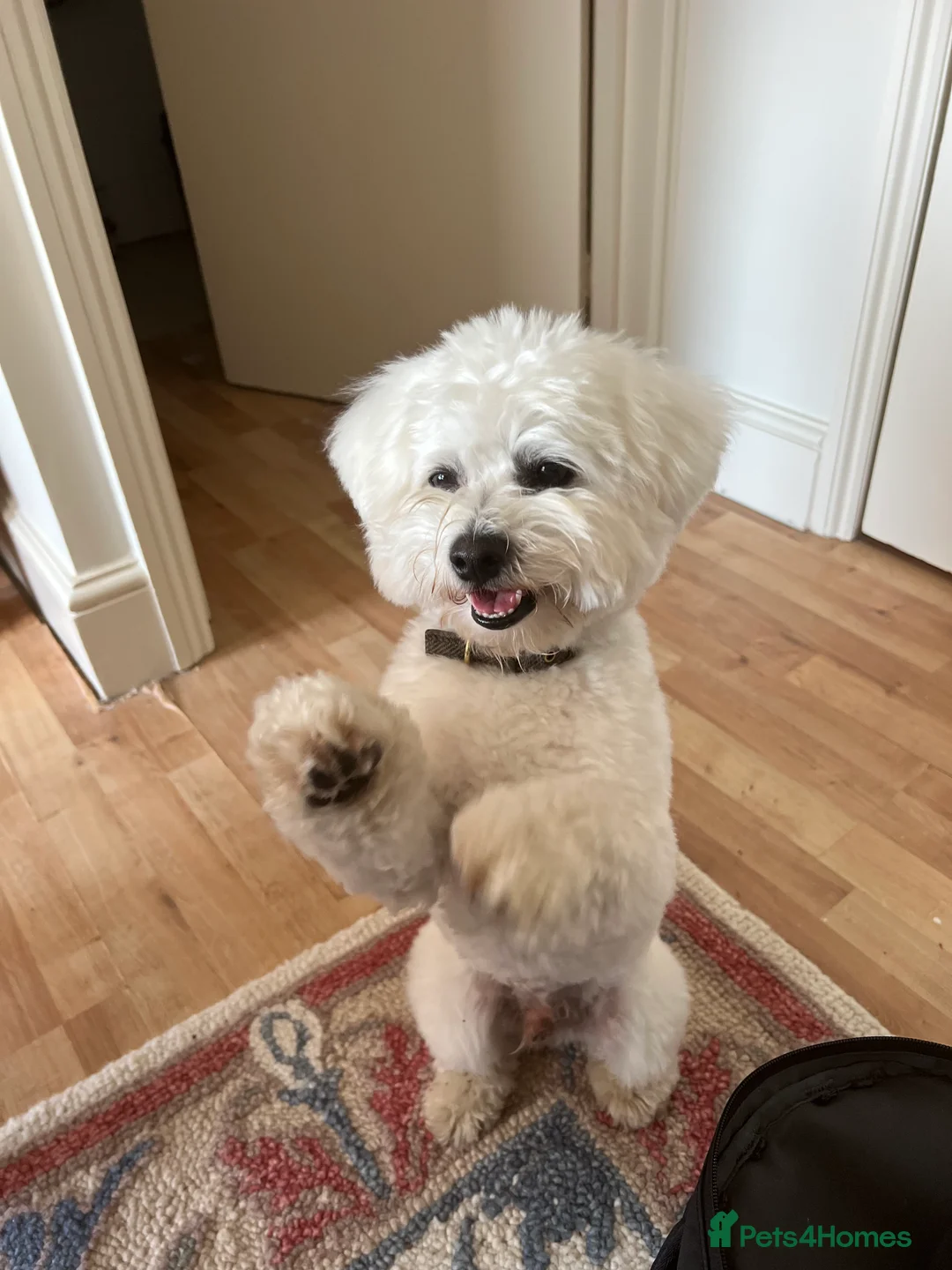 Bichon Frise dogs for stud: Mr Mile - Advert 6