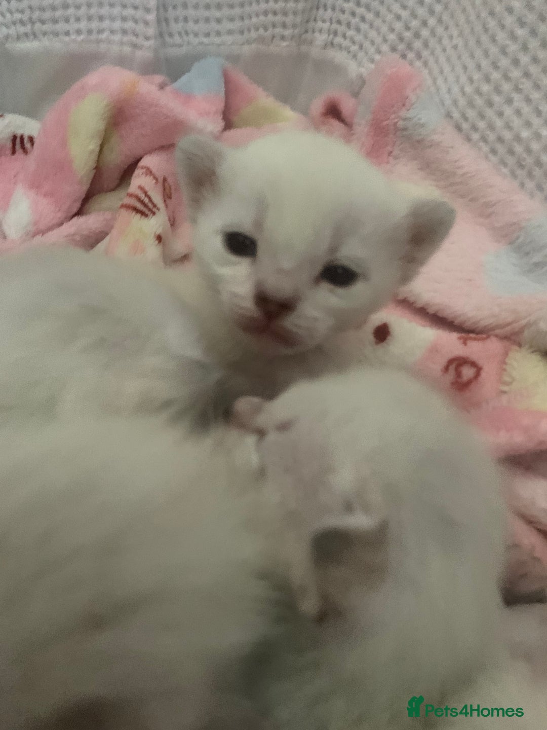 Siamese cats for sale: Siamese x Maine coon  - Advert 3