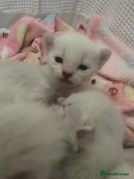 Siamese cats Siamese x Maine coon - Advert 3