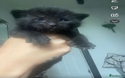 Bengal cats for sale: 4 Bengal kittens for sale  - Image 5