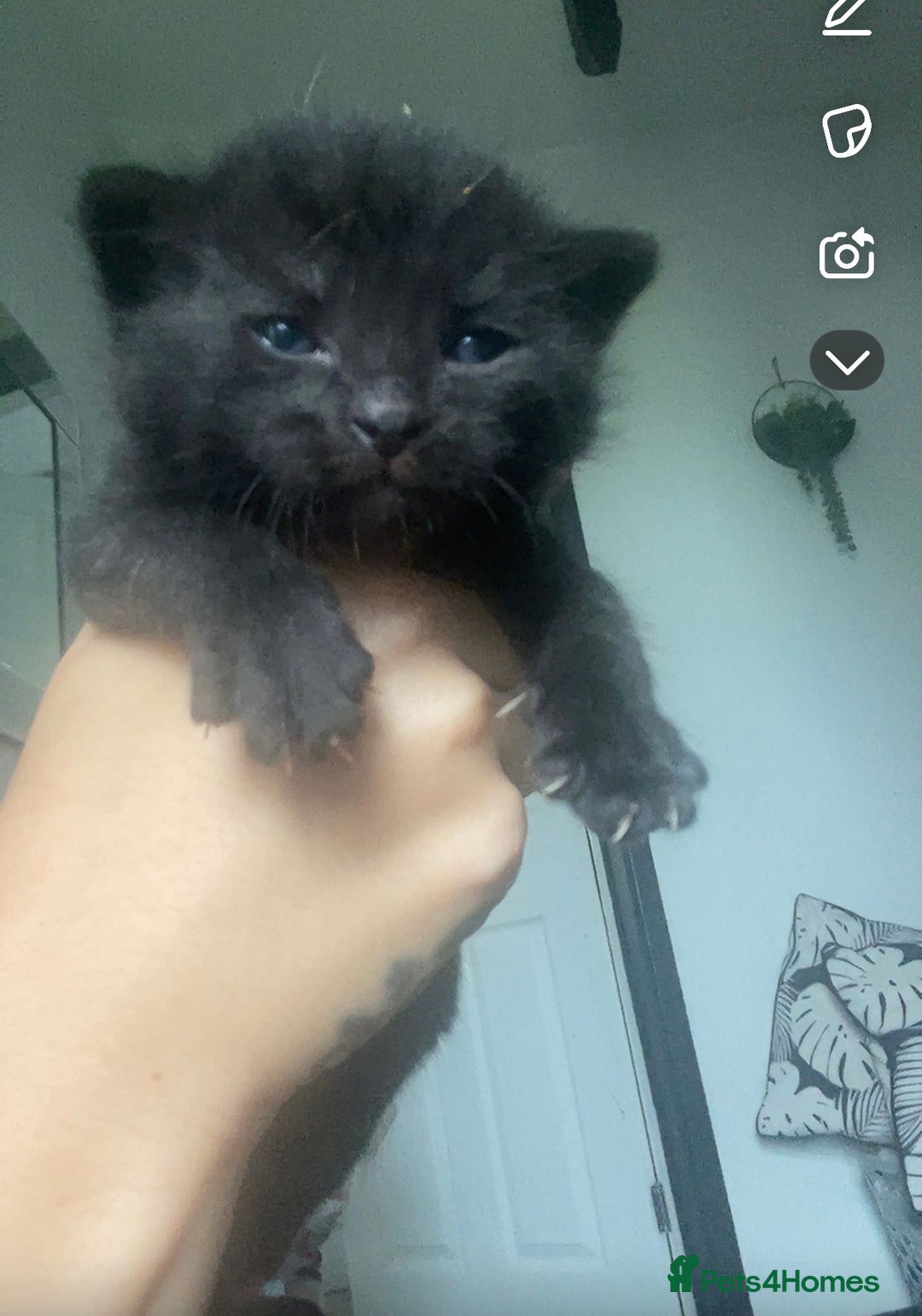 Bengal cats for sale: 4 Bengal kittens for sale  - Image 5