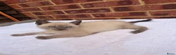 Ragdoll cats for sale: 3 beautiful male kittens in Ipswich - Advert 11