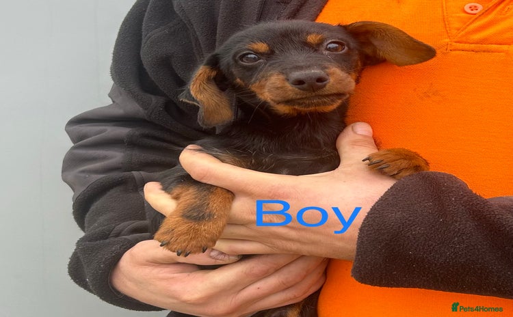 Mixed Breed dogs - Advert 3