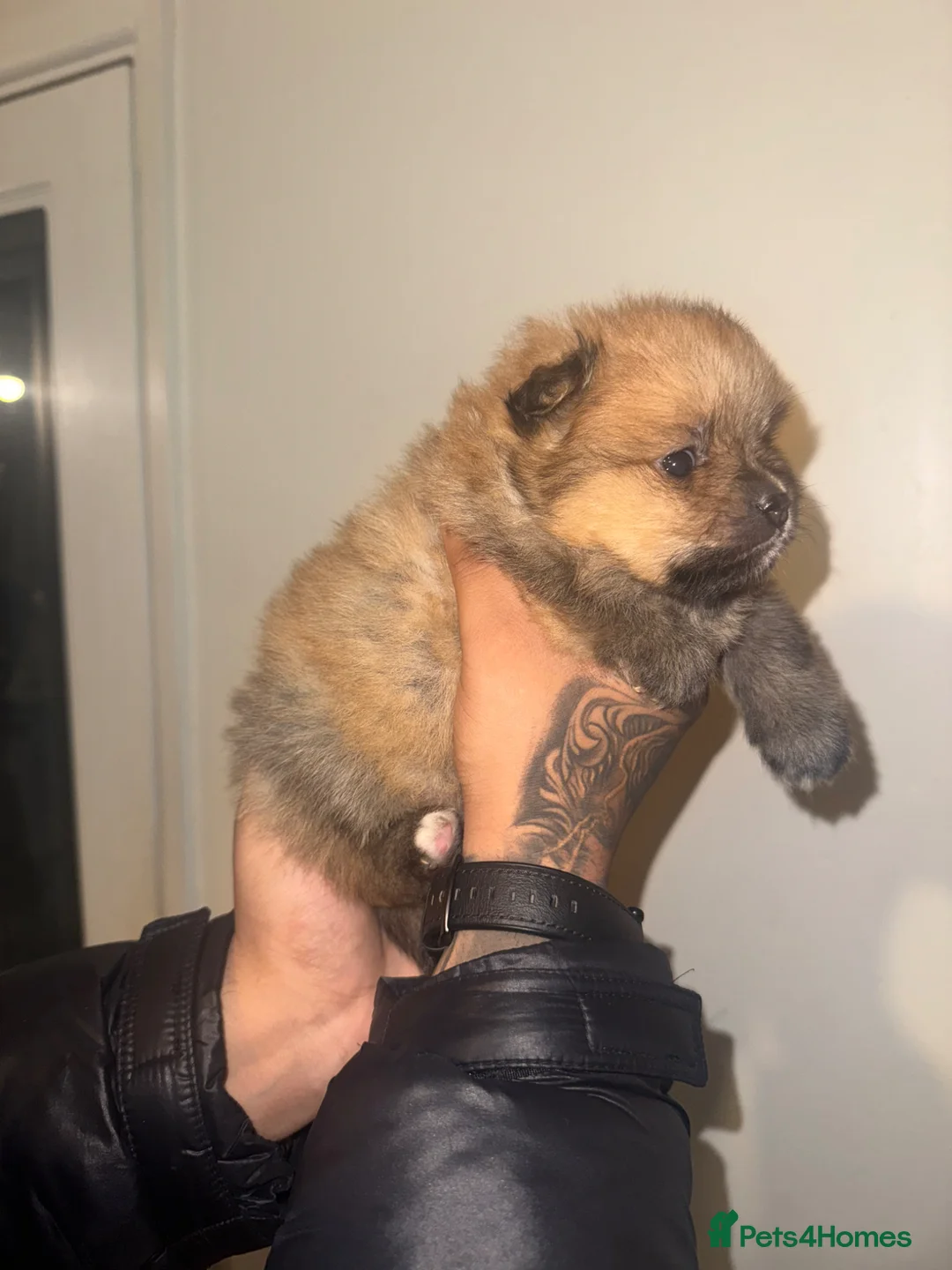 Pomeranian dogs for sale: ⭐️Rare teddy bear Pomeranian ⭐️ - Advert 1