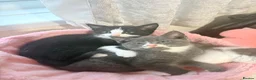 Mixed Breed cats for sale: Beautiful kittens for sale  - Advert 5
