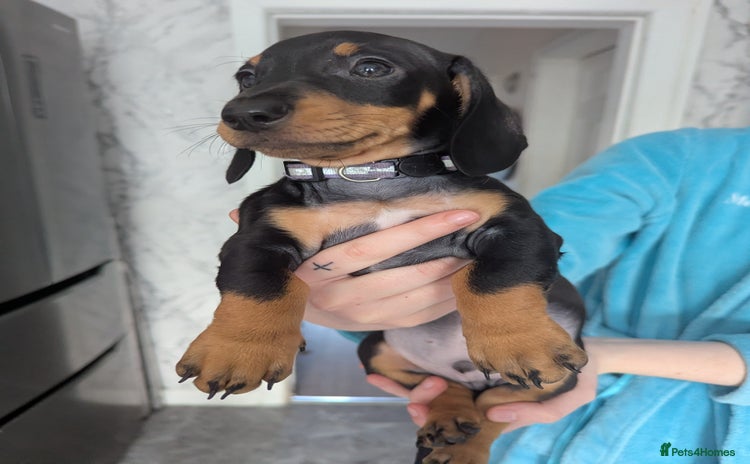 Miniature Dachshund dogs - Advert 2