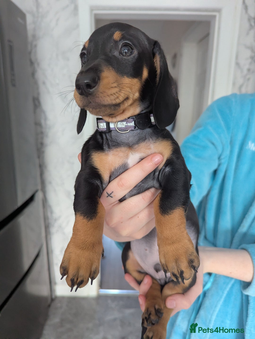 Miniature Dachshund dogs for sale: 2 beautiful boys ready now  - Image 1
