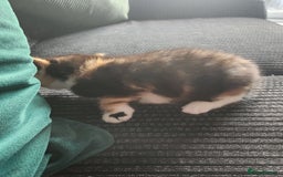 Mixed Breed cats for sale: 4 beautiful kittens ready - Image 6