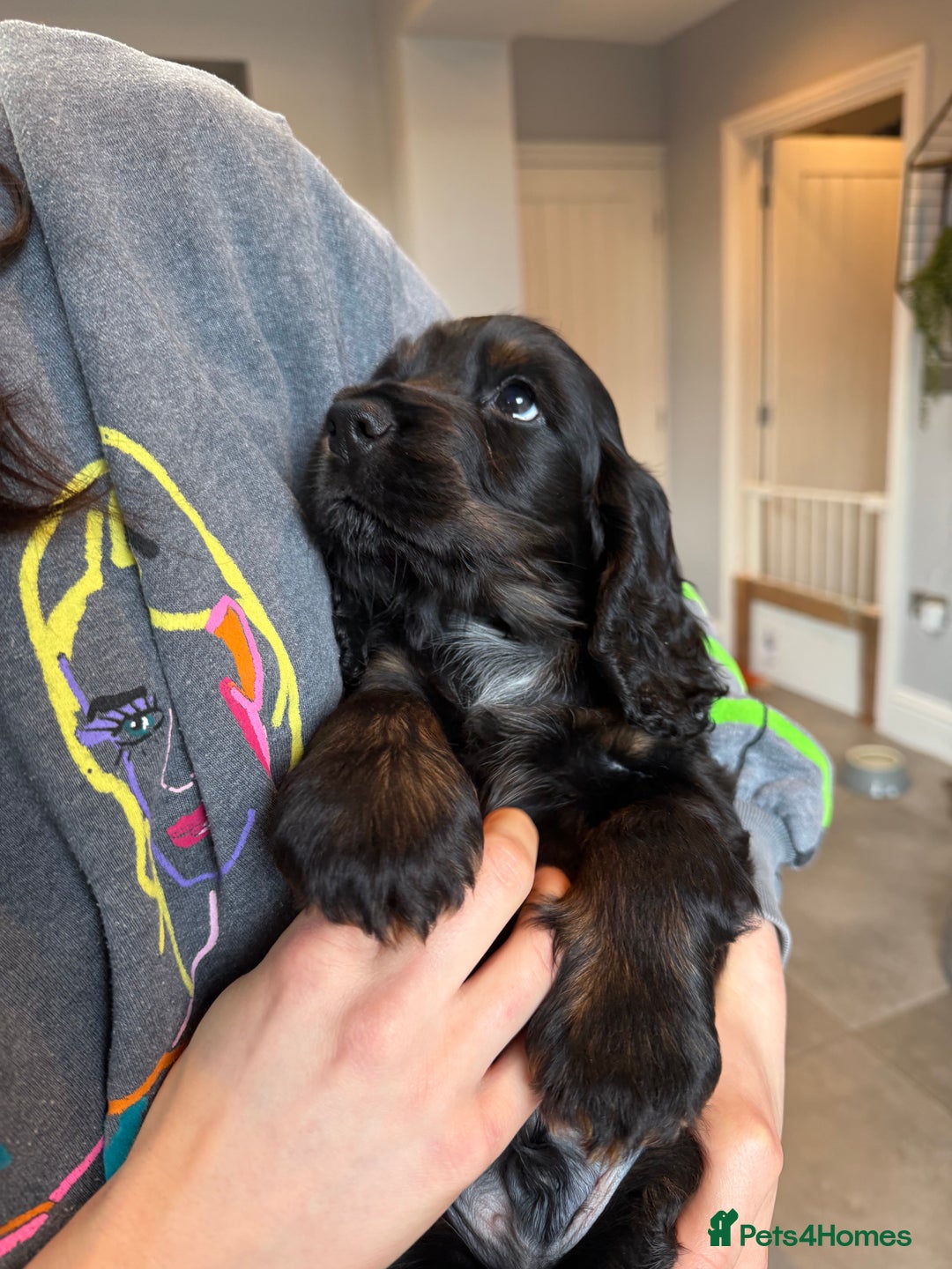 Cocker Spaniel dogs for sale: KC Reg Show Type Cocker Spaniel Puppies - Advert 3