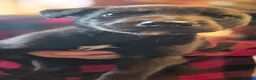 Lurcher dogs for sale: Bull lurcher puppys  - Advert 14