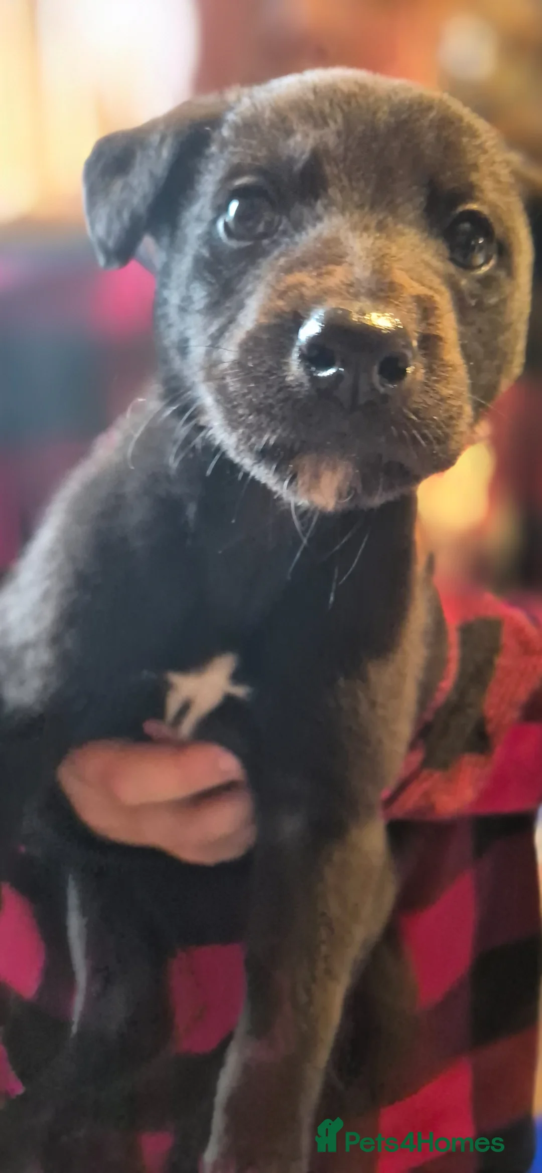 Lurcher dogs for sale: Bull lurcher puppys  - Advert 14
