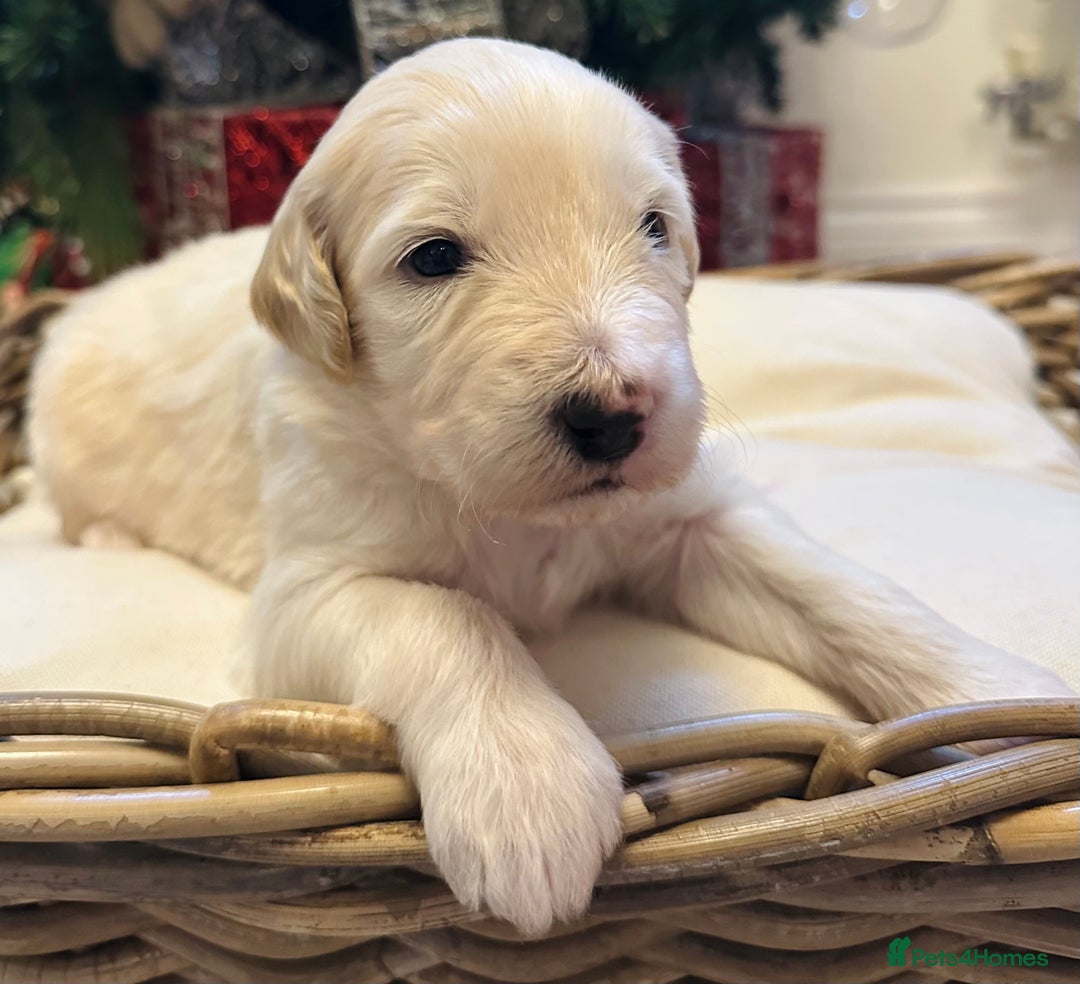 Mixed Breed dogs for sale: Australian double doodles  - Advert 25