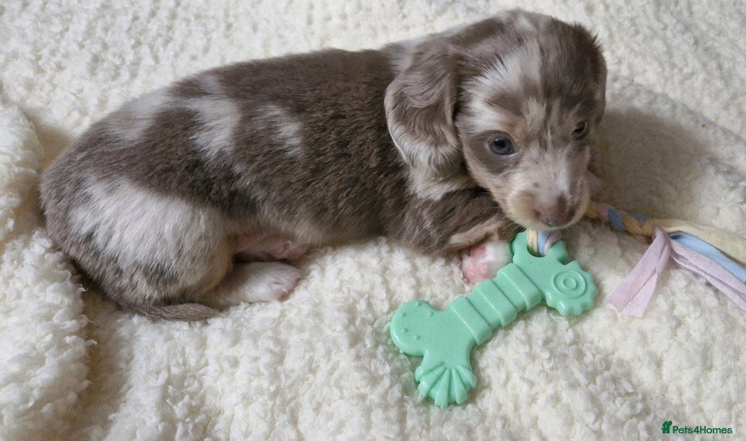 Miniature Dachshund dogs for sale: Longhaired miniature dachshunds  - Image 25