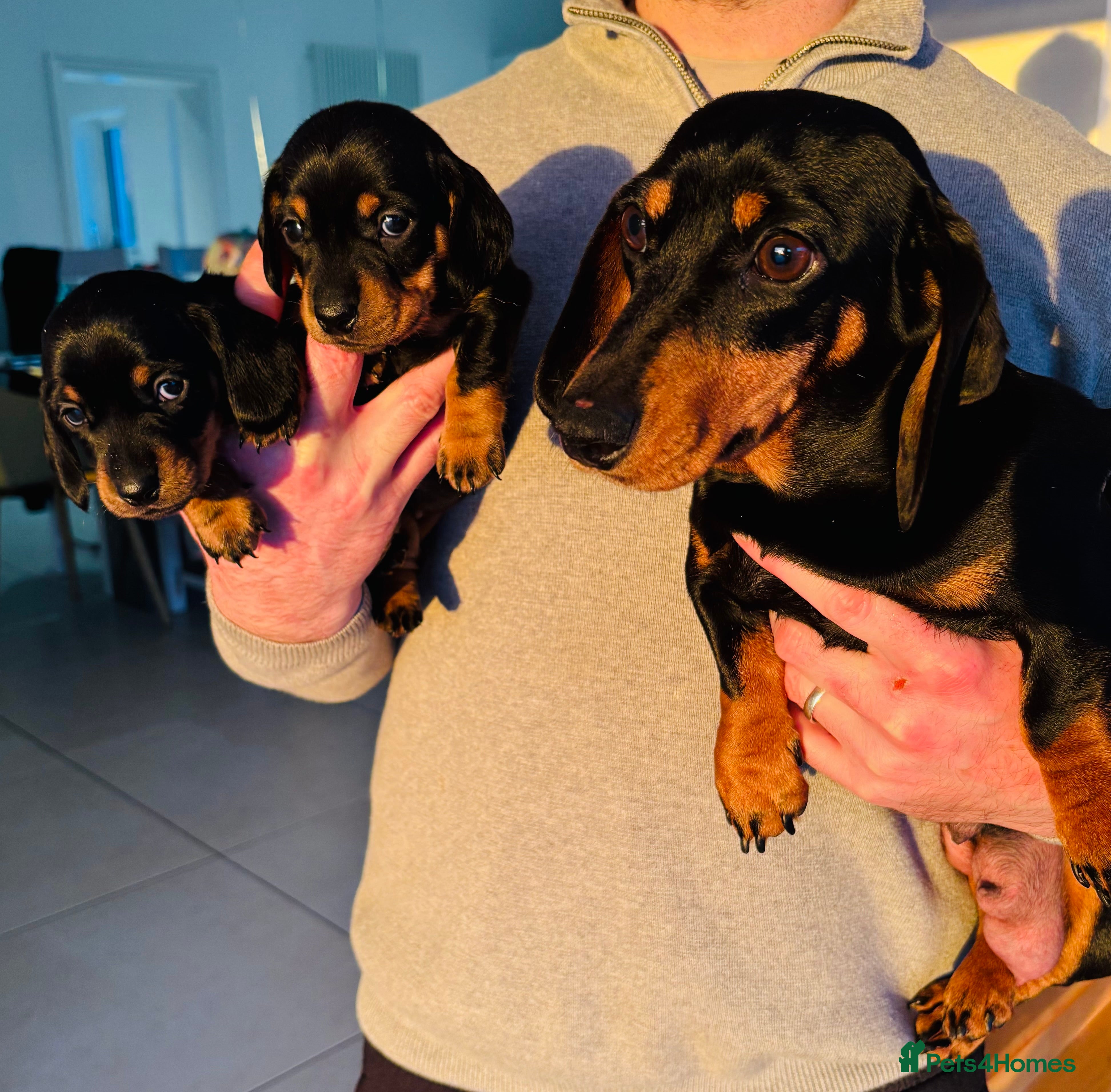 Miniature Dachshund dogs Miniature dachshund puppies - Advert 1