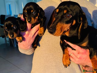 Miniature Dachshund dogs Miniature dachshund puppies - Advert 1
