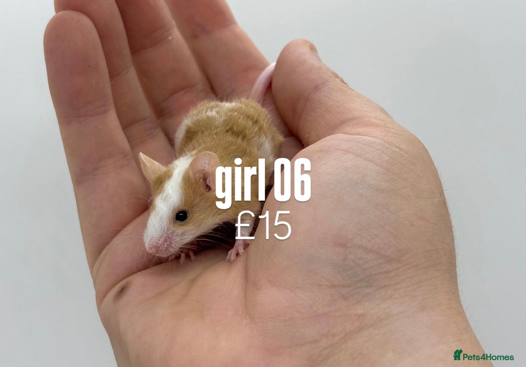 Mouse rodents for sale: fancy mice - (please read the description).  - Image 6