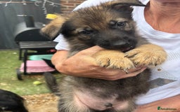 German Shepherd dogs for sale: German Shepard puppies  - Image 10