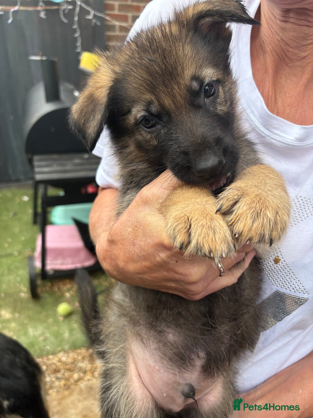 German Shepherd dogs for sale: German Shepard puppies  - Image 10