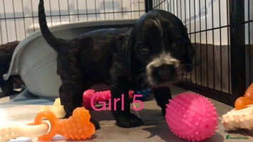 Cocker Spaniel dogs Kc show extensive health tests beautiful colours - Advert 14