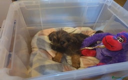 Mixed Breed dogs for sale: Chihuahua x boy - Image 4