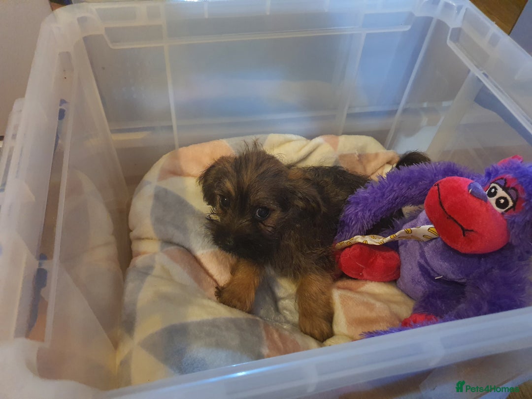 Mixed Breed dogs for sale: Chihuahua x boy - Image 4