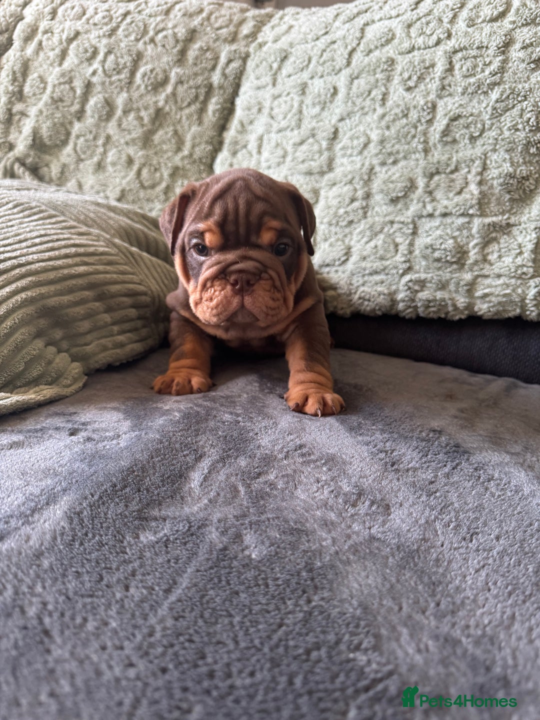 English Bulldog dogs for sale: English bulldog puppies - Image 27