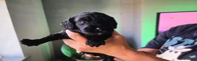 Cockapoo 6