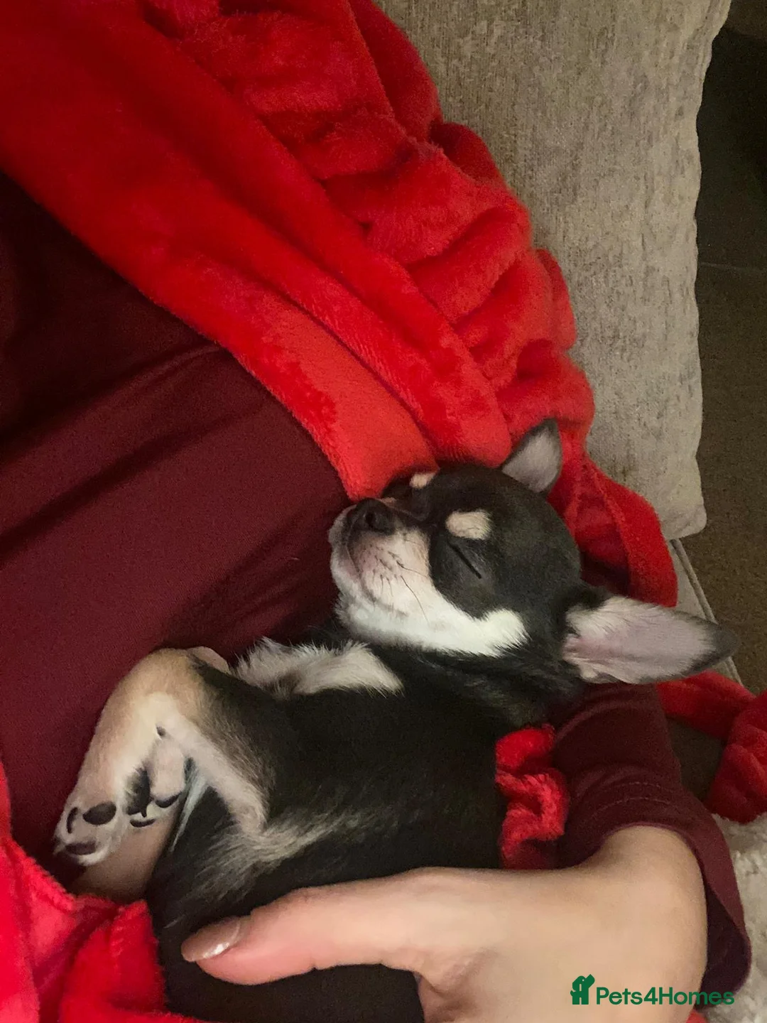 Chihuahua dogs for sale: Lilac and tan female chihuahua - Advert 2