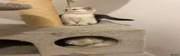 Scottish Fold cats for sale: Adorable Scottish Fold Kittens for Sale  - Advert 15