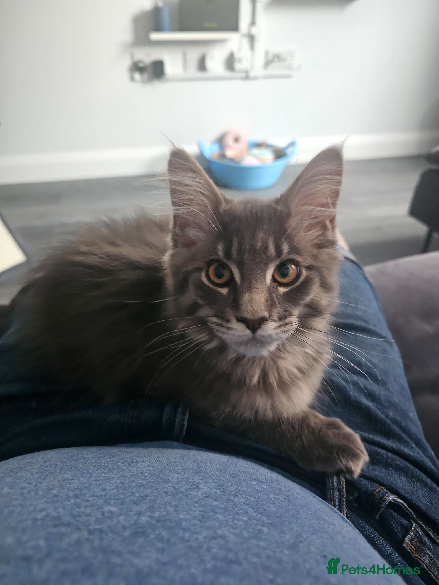 Maine Coon cats MAINE COON SILVER BLUE TABBY BOY KITTEN FOR SALE - Advert 4