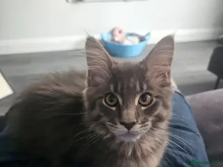 Maine Coon cats MAINE COON SILVER BLUE TABBY BOY KITTEN FOR SALE - Advert 4