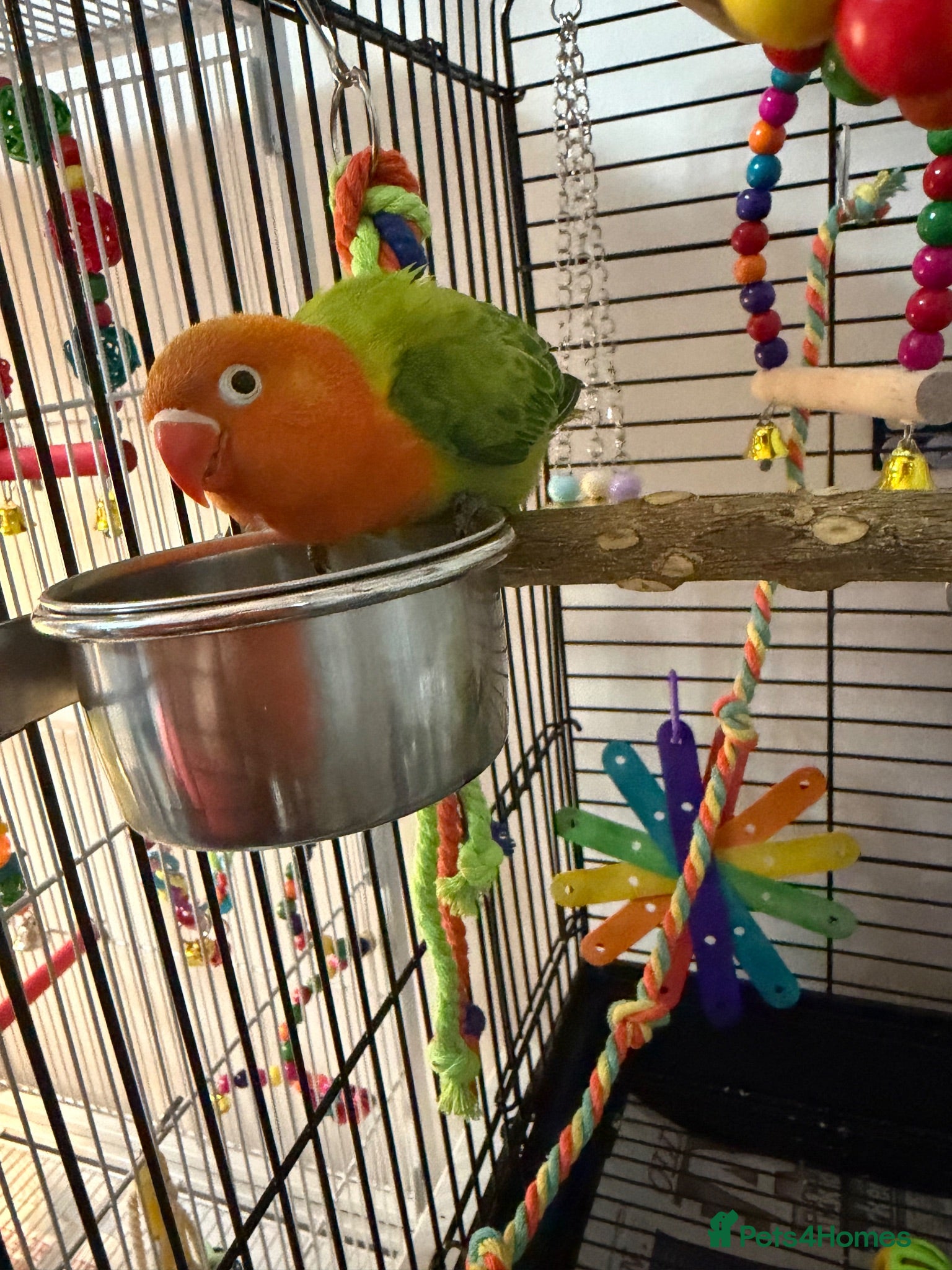 Lovebirds birds Baby orange and green lovebird  - Advert 1