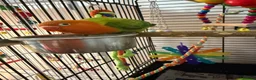 Lovebirds birds for sale: Baby orange and green lovebird  in Sheffield - Advert 1
