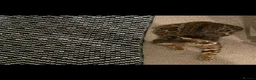 Bengal cats for sale: Bengal X Kittens  - Advert 12