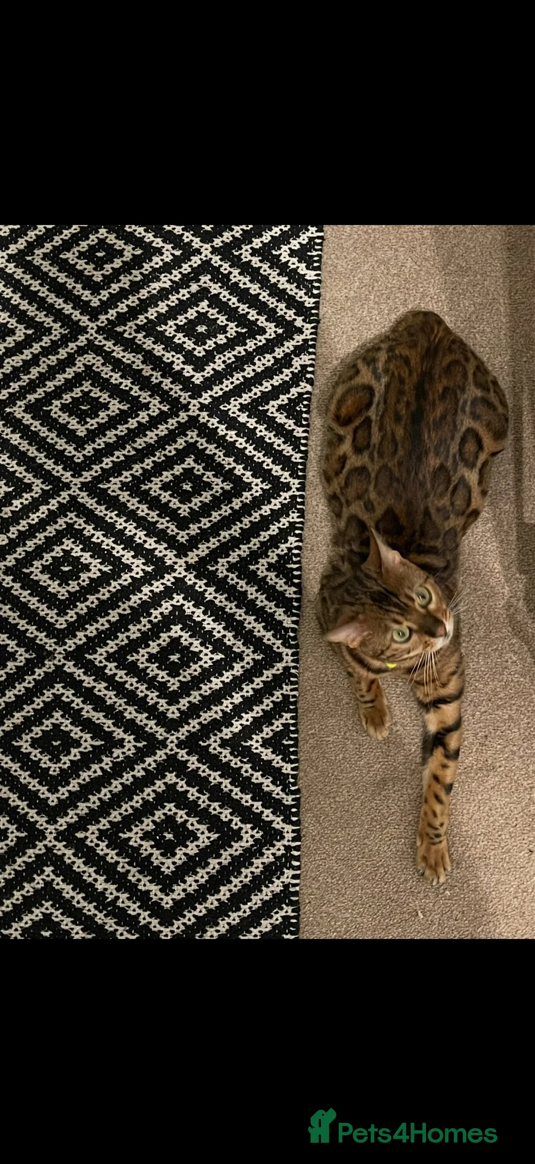 Bengal cats for sale: Bengal X Kittens  - Advert 12