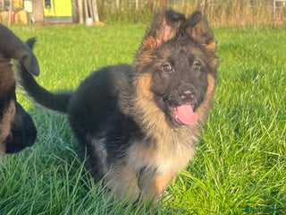 German Shepherd dogs - Advert 4