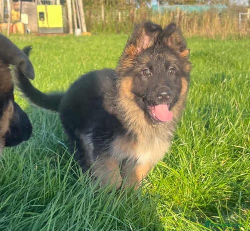 German Shepherd dogs - Advert 3