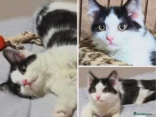 Mixed Breed cats Ash - sweet shy kitten - Advert 1