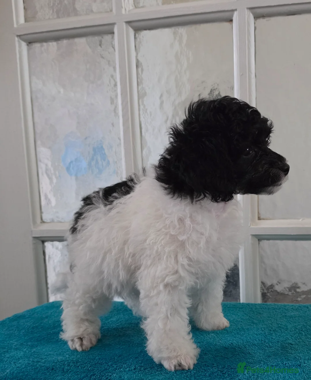 Toy Poodle dogs for sale: 🐩💙 1 TINY BOY LEFT 💙🐩 READY NOW - Advert 2