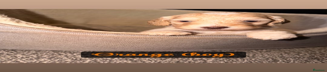 Cockapoo Puppy (Orange)