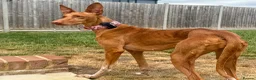 Ibizan Hound dogs for adoption: Cati a lovely calm girl who loves other dogs  - Advert 8